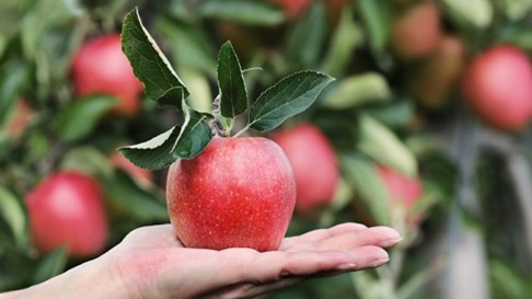 Apples.jpg