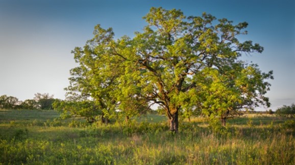 Burr oak.jpg