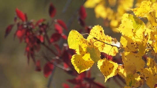 Fall leaves.jpg