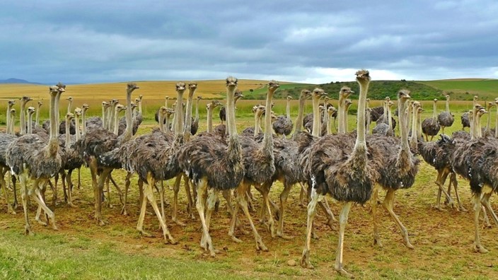 Ostritch.jpg