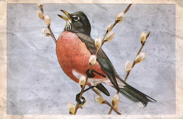 Robin.png