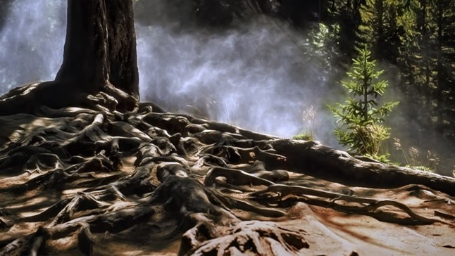 Tree roots.jpg
