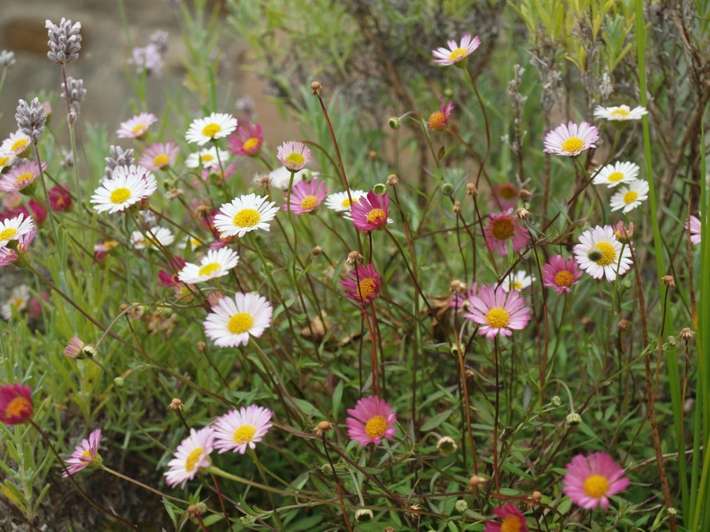 Wild flowers.jpg