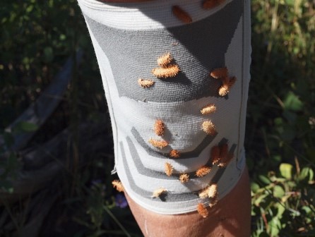 burrs.jpg