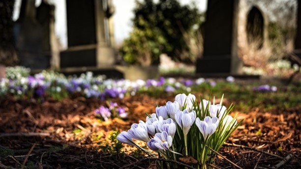 crocus.jpg