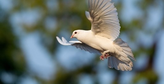 dove in flightb.jpg