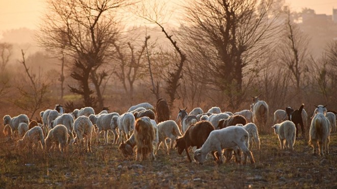 flock of sheep.jpg
