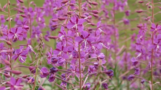 flower fireweed.jpg