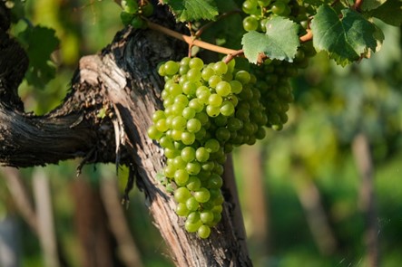 grapes on the vine.jpg