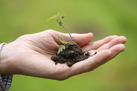 hand holding soil and wee plant.png