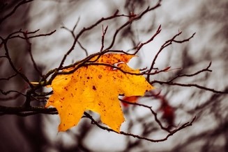 maple leaf.jpg