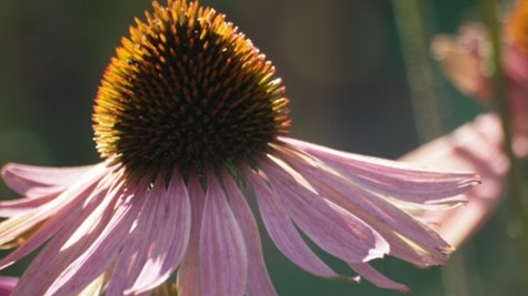 petals falling from centre.jpg
